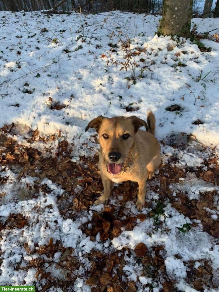 Bild 5: Tibet Terrier Rüde Niki sucht ein neues Zuhause