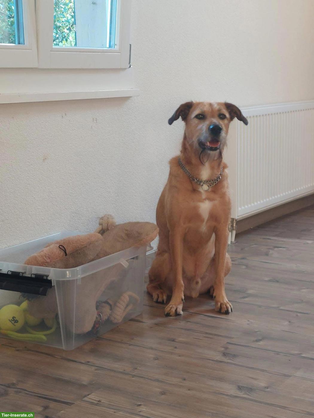 Bild 6: Tibet Terrier Rüde Niki sucht ein neues Zuhause