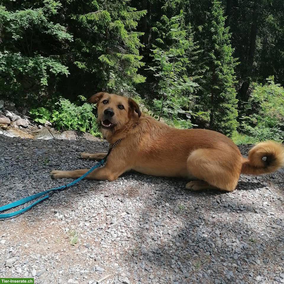 Bild 7: Tibet Terrier Rüde Niki sucht ein neues Zuhause