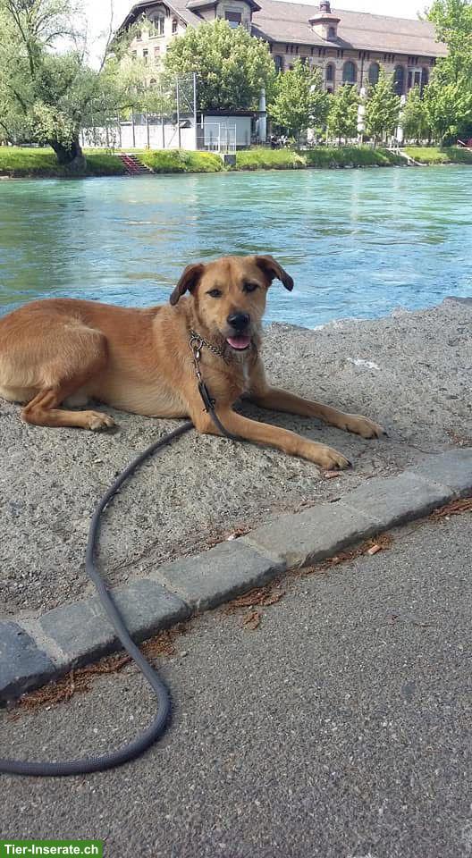 Bild 8: Tibet Terrier Rüde Niki sucht ein neues Zuhause
