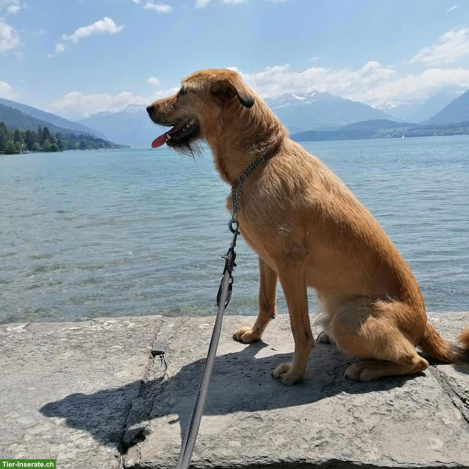 Bild 9: Tibet Terrier Rüde Niki sucht ein neues Zuhause