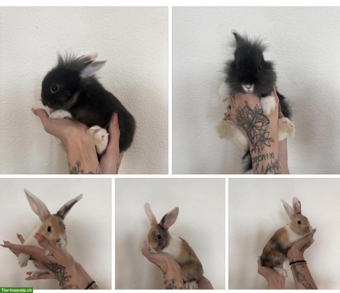 Junge Zwergkaninchen sind bereit für ihr neues Zuhause