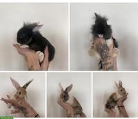 Junge Zwergkaninchen sind bereit für ihr neues Zuhause