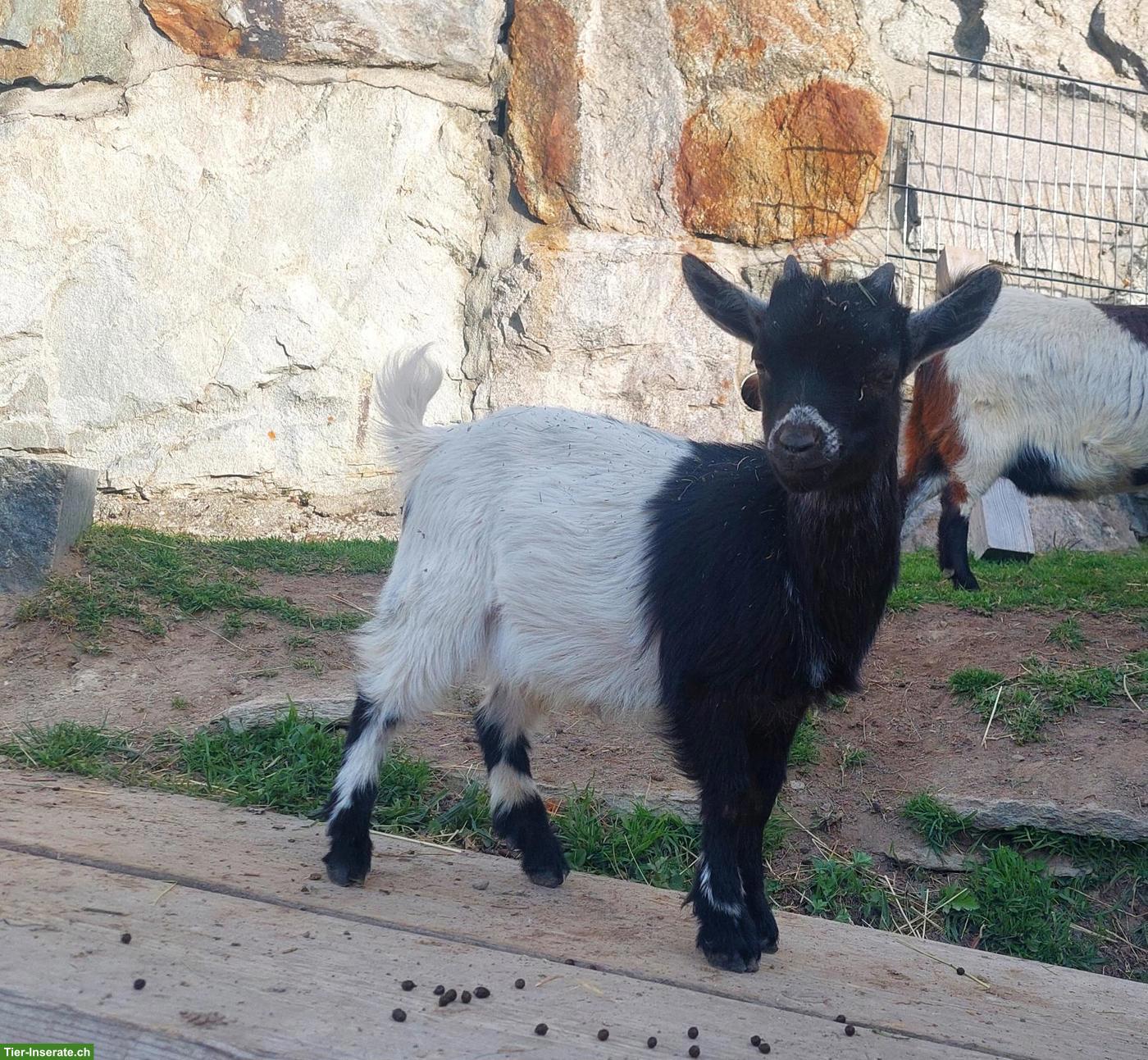 Lieber, junger Zwergziegen-Bock