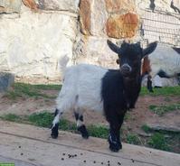 Lieber, junger Zwergziegen-Bock