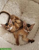 2 Abessinier Kätzchen, Kater und Weibchen
