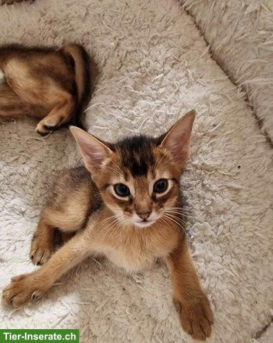 Bild 2: 2 Abessinier Kätzchen, Kater und Weibchen