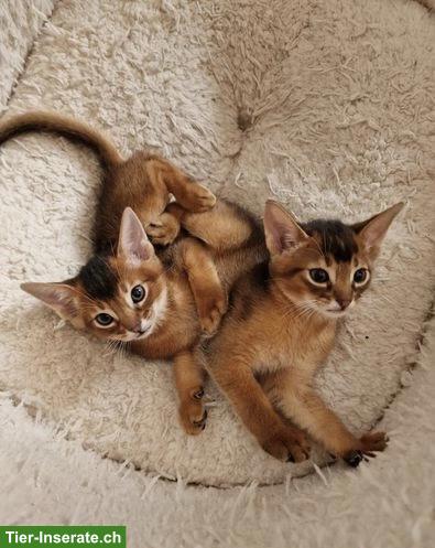 Bild 3: 2 Abessinier Kätzchen, Kater und Weibchen