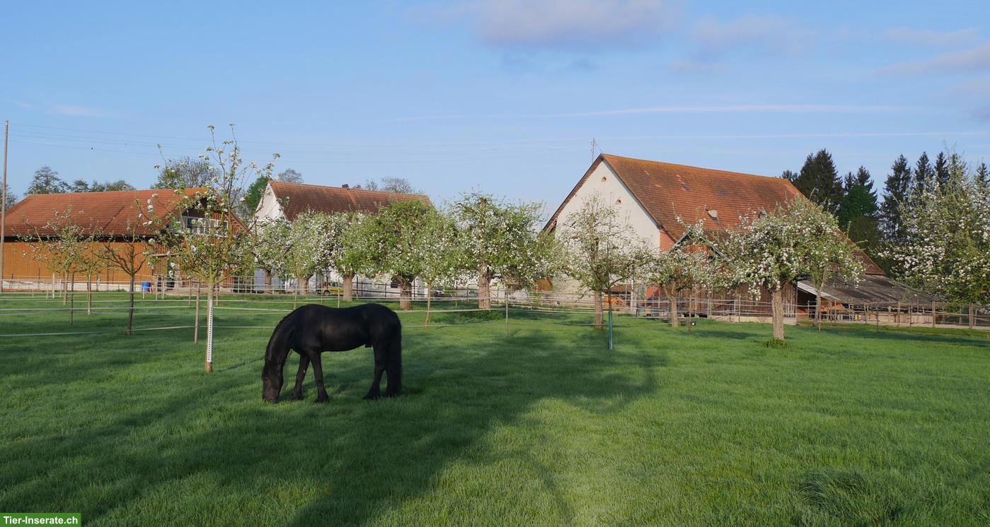 Pferdeboxen mit Sommer- & Winterweiden in Benken BL