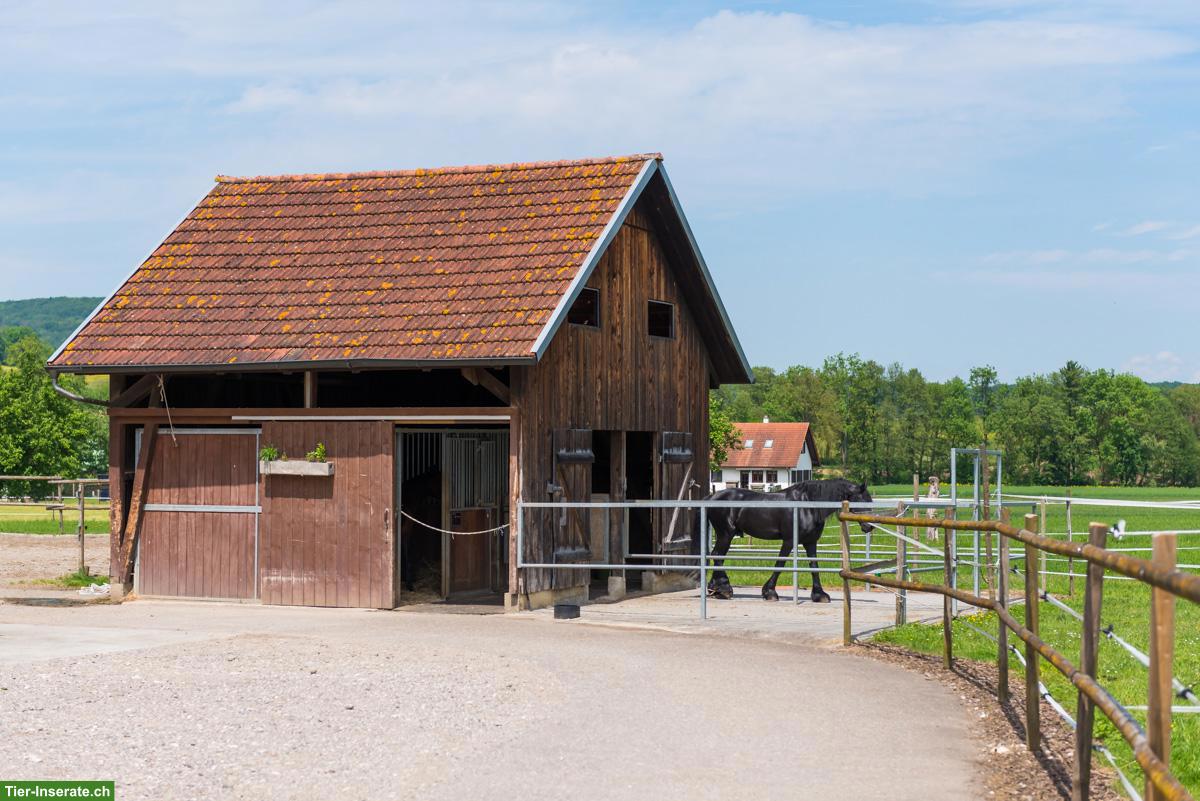 Bild 2: Pferdeboxen mit Sommer- & Winterweiden in Benken BL
