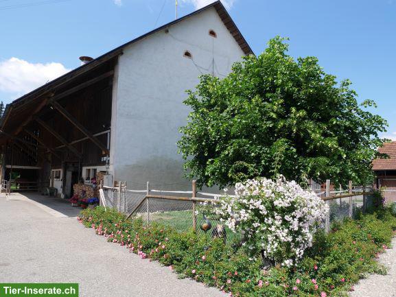 Bild 3: Pferdeboxen mit Sommer- & Winterweiden in Benken BL