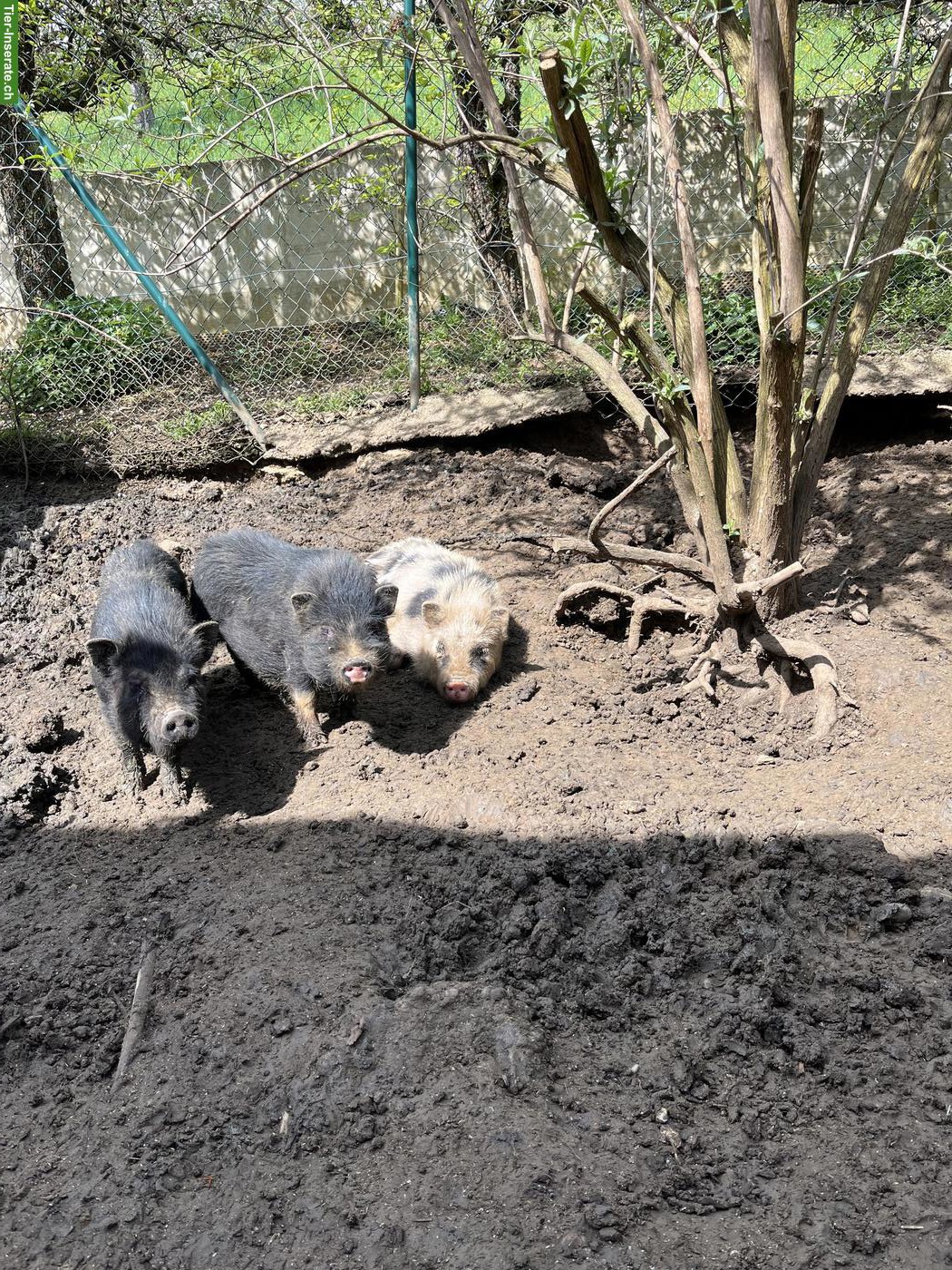 3 junge Minipigs zu verkaufen