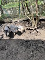 3 junge Minipigs zu verkaufen