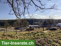 Verkauf: Haus in der Nähe von Grenze Komitat Vas in Ungarn