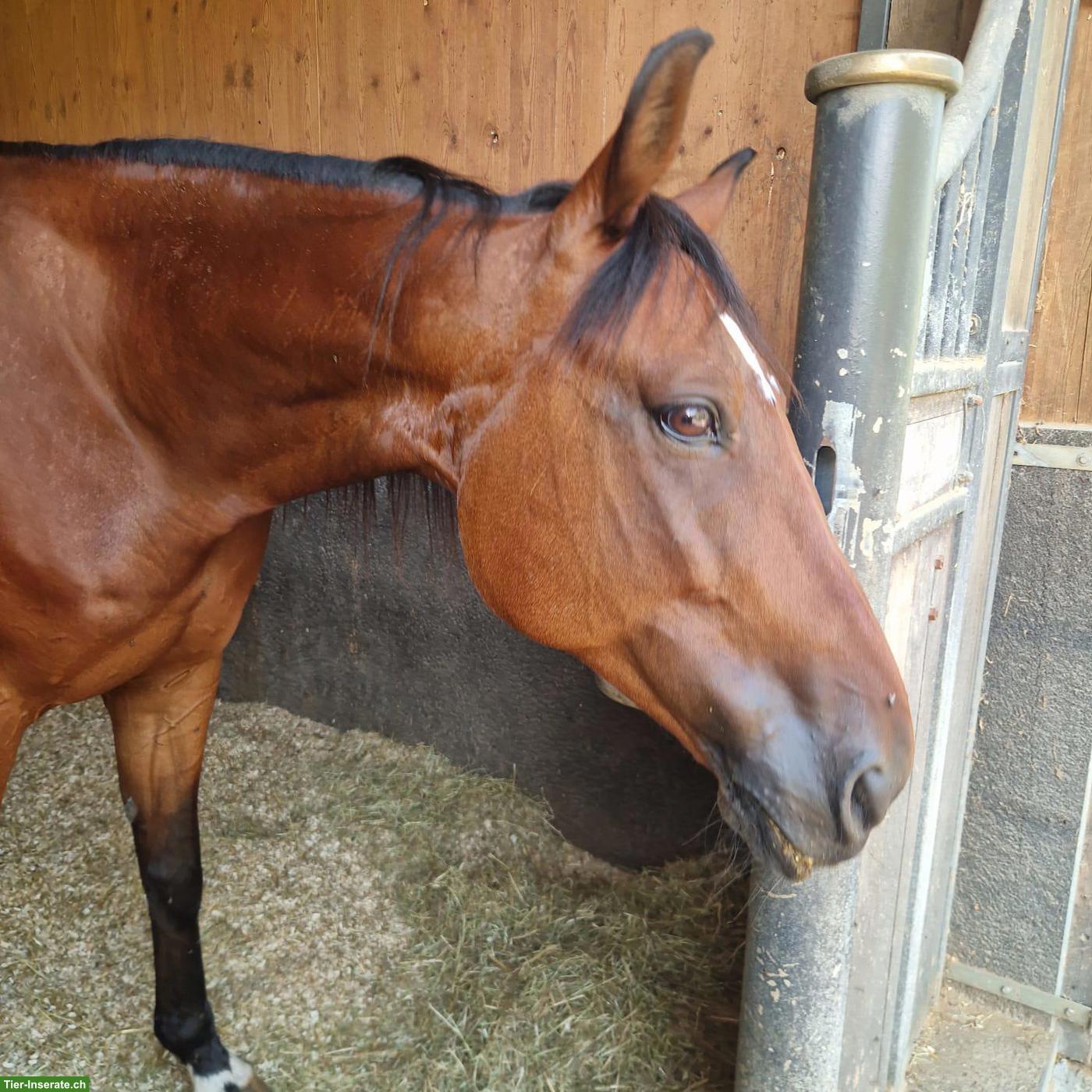 Reitbeteiligung für Traber Wallach in Höri (neben Bülach ZH)