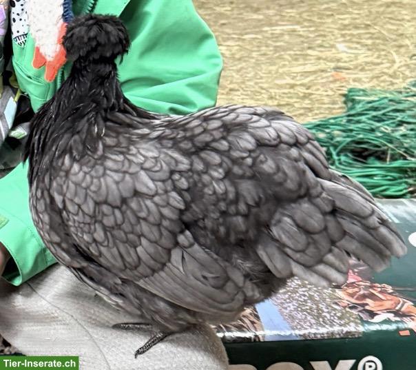 Junge Seidenhuhn-Henne (splash) mit Hahn