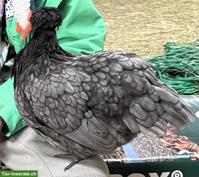 Junge Seidenhuhn-Henne (splash) mit Hahn