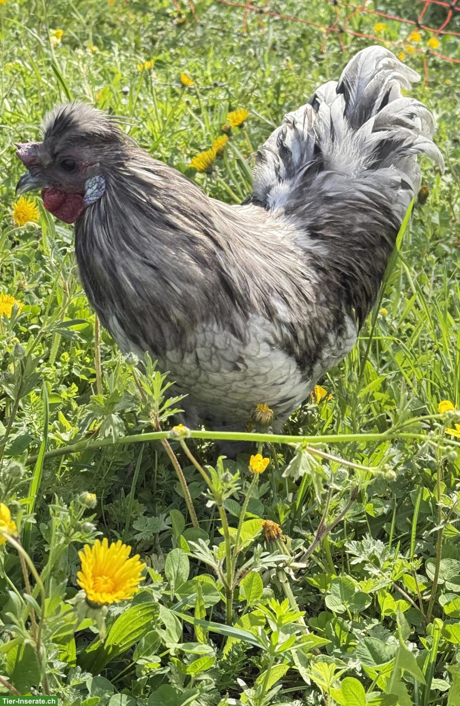 Bild 2: Junge Seidenhuhn-Henne (splash) mit Hahn