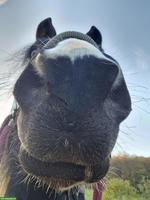 Pflege- & Reitbeteiligung für Mustang in Schinznach AG 🐴