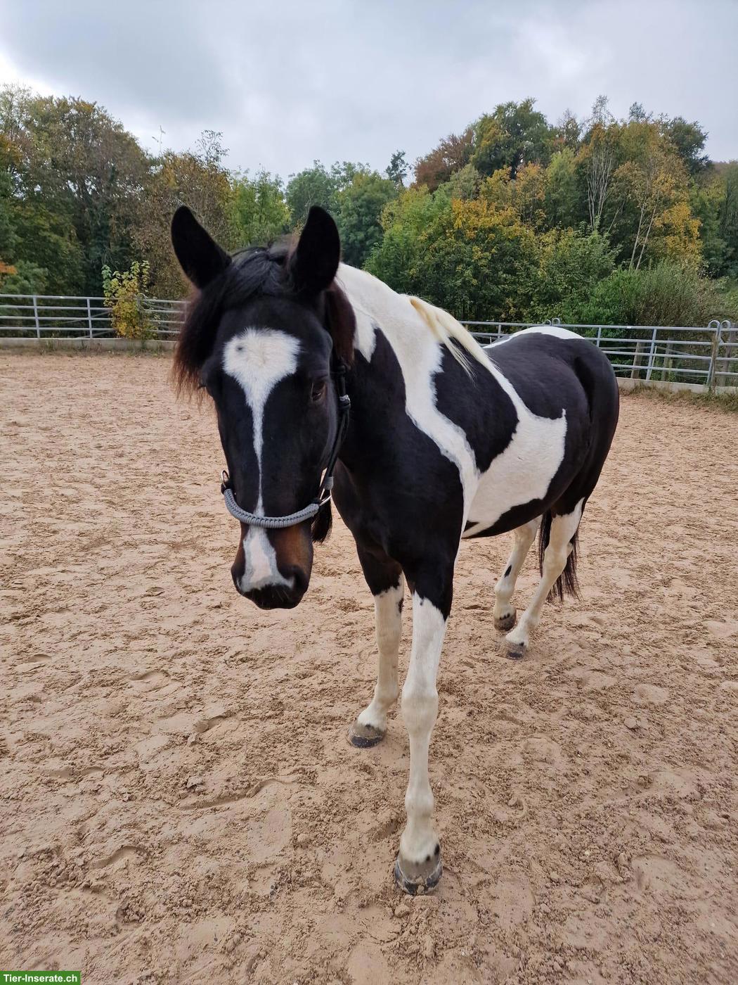 Bild 2: Pflege- & Reitbeteiligung für Mustang in Schinznach AG 🐴