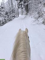 Stellengesuch: Teilzeitstelle (60%) im Umgang mit Tieren 🐾🐴
