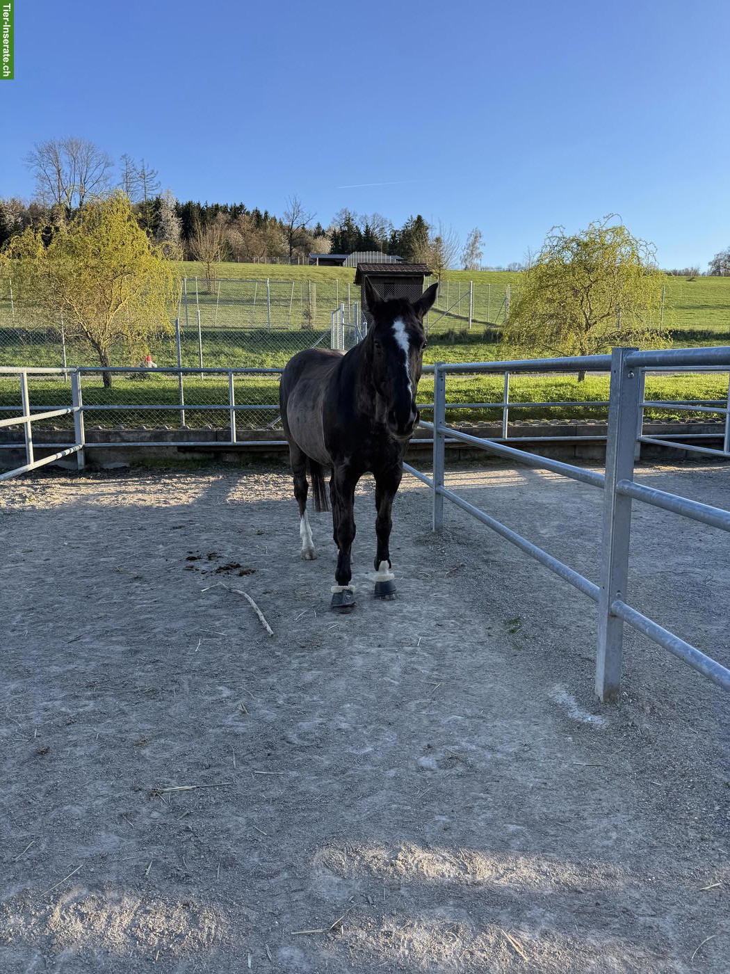 Reitbeteiligung in Altikon ZH für Hannoveraner-Stute