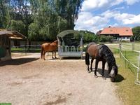 Offenstallplätze für Wallache Nähe Kerzers BE