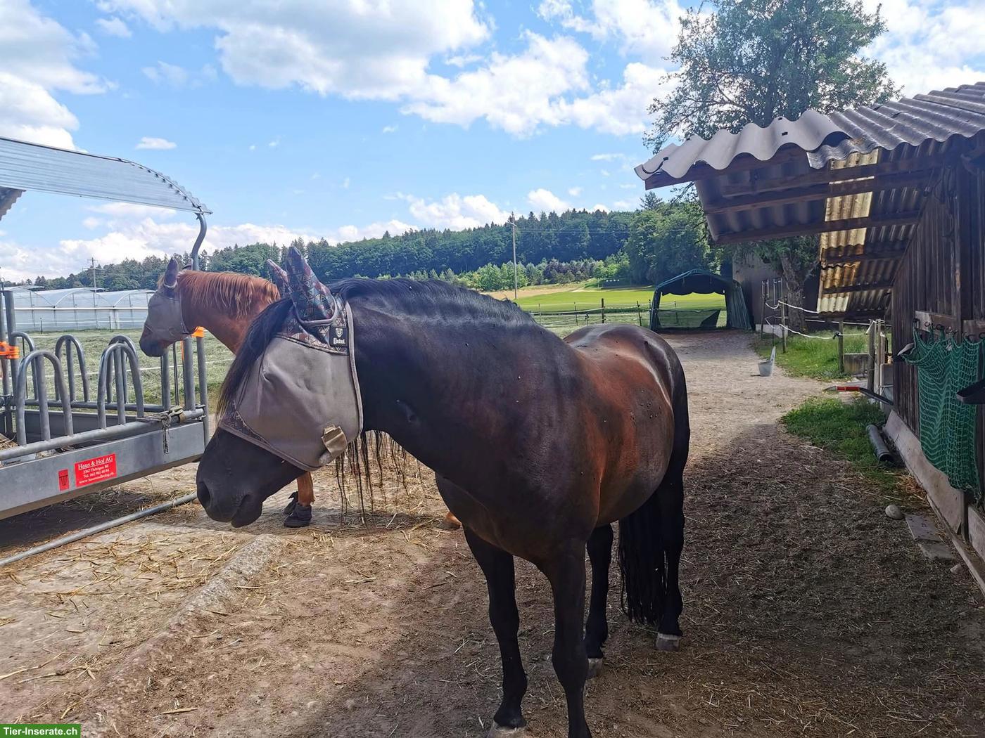 Bild 2: Offenstallplätze für Wallache Nähe Kerzers BE