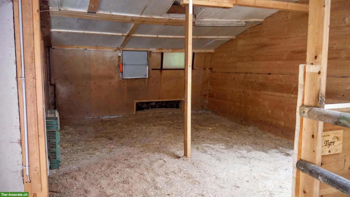 Bild 3: Offenstallplätze für Wallache Nähe Kerzers BE