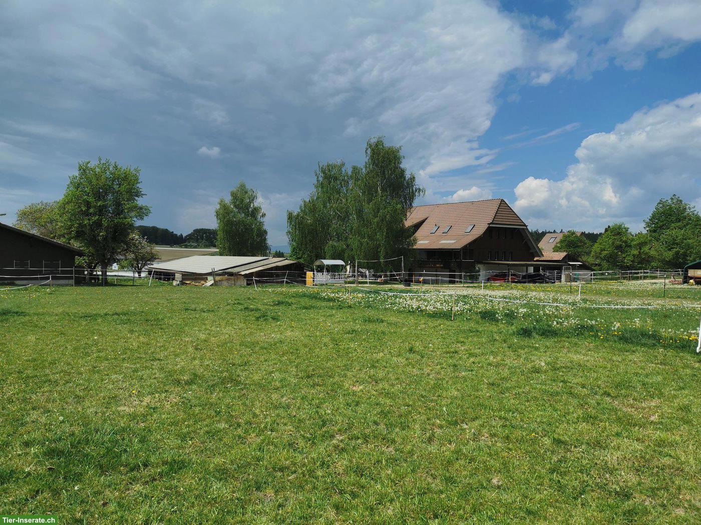 Bild 4: Offenstallplätze für Wallache Nähe Kerzers BE