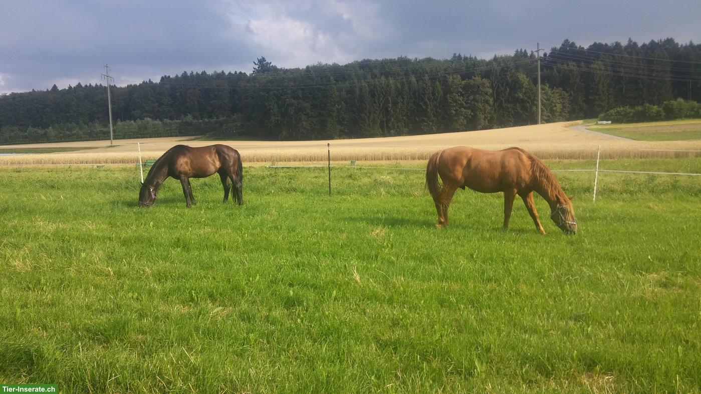 Bild 5: Offenstallplätze für Wallache Nähe Kerzers BE