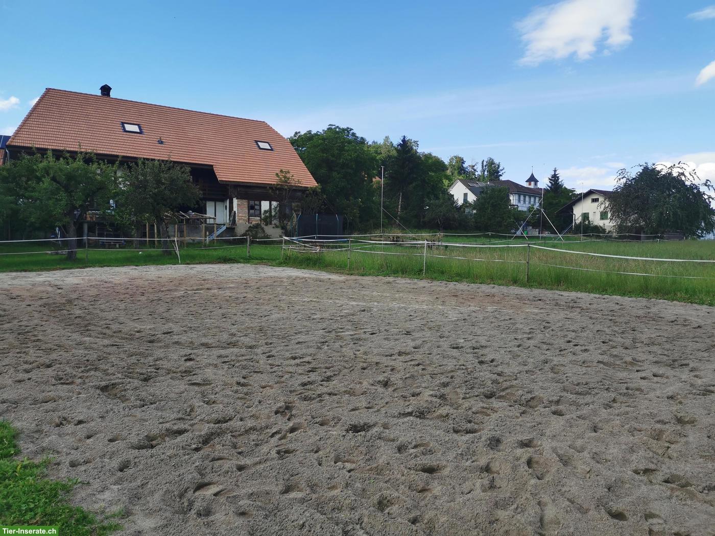 Bild 6: Offenstallplätze für Wallache Nähe Kerzers BE