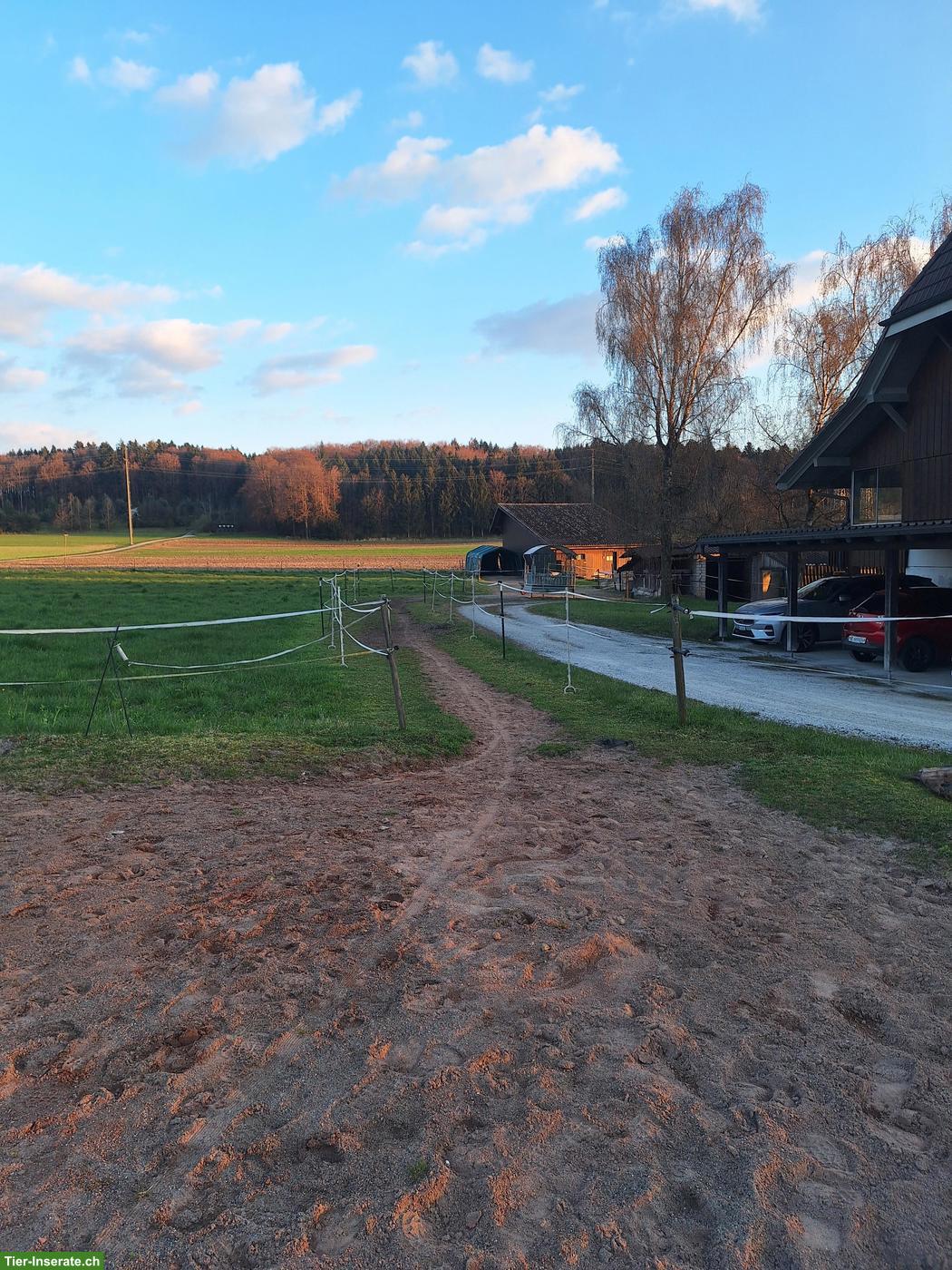 Bild 7: Offenstallplätze für Wallache Nähe Kerzers BE