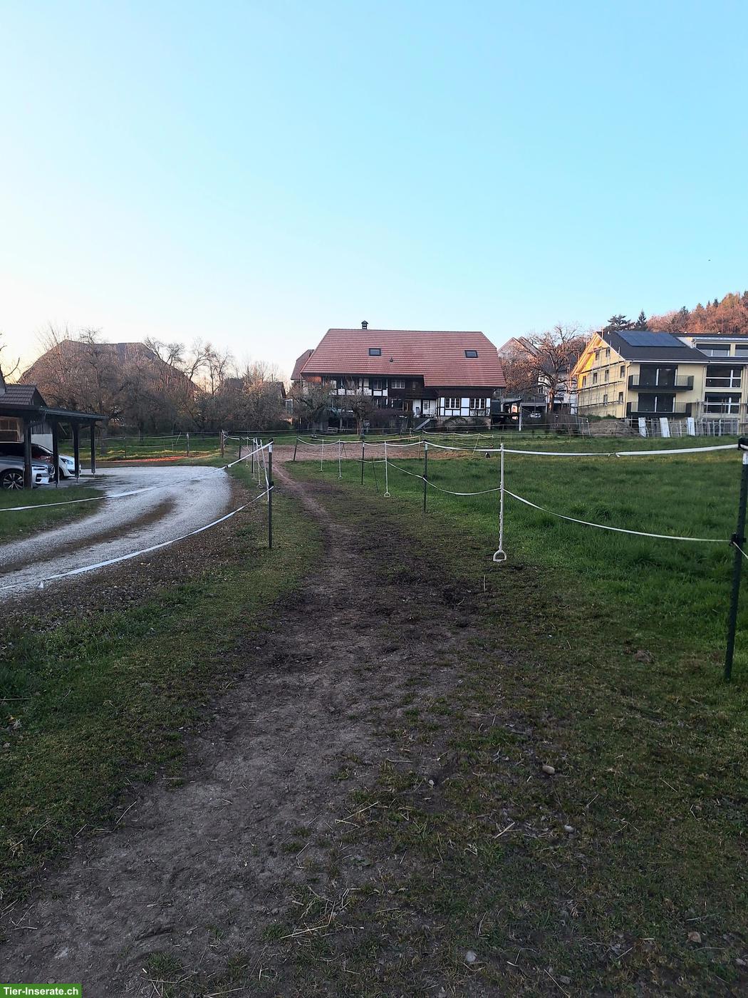 Bild 8: Offenstallplätze für Wallache Nähe Kerzers BE