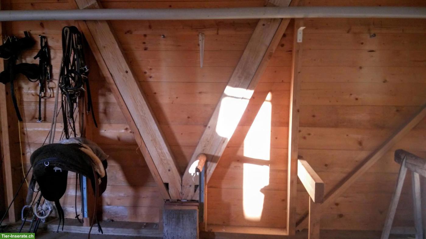 Bild 9: Offenstallplätze für Wallache Nähe Kerzers BE