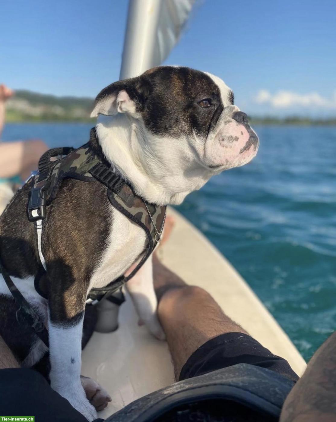 Englische/Continental Bulldog Rüde sucht ein Zuhause