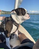 Englische/Continental Bulldog Rüde sucht ein Zuhause