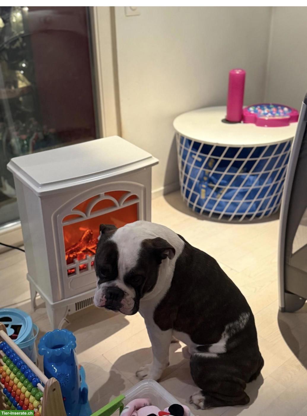 Bild 2: Englische/Continental Bulldog Rüde sucht ein Zuhause