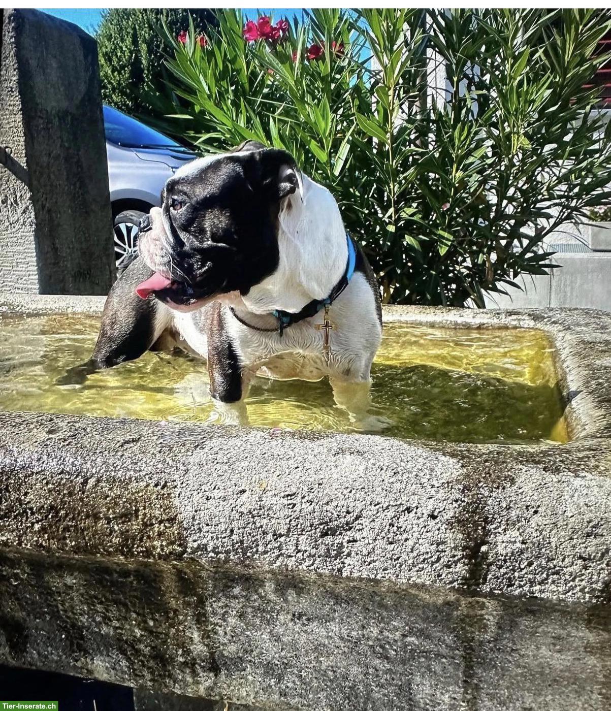 Bild 3: Englische/Continental Bulldog Rüde sucht ein Zuhause