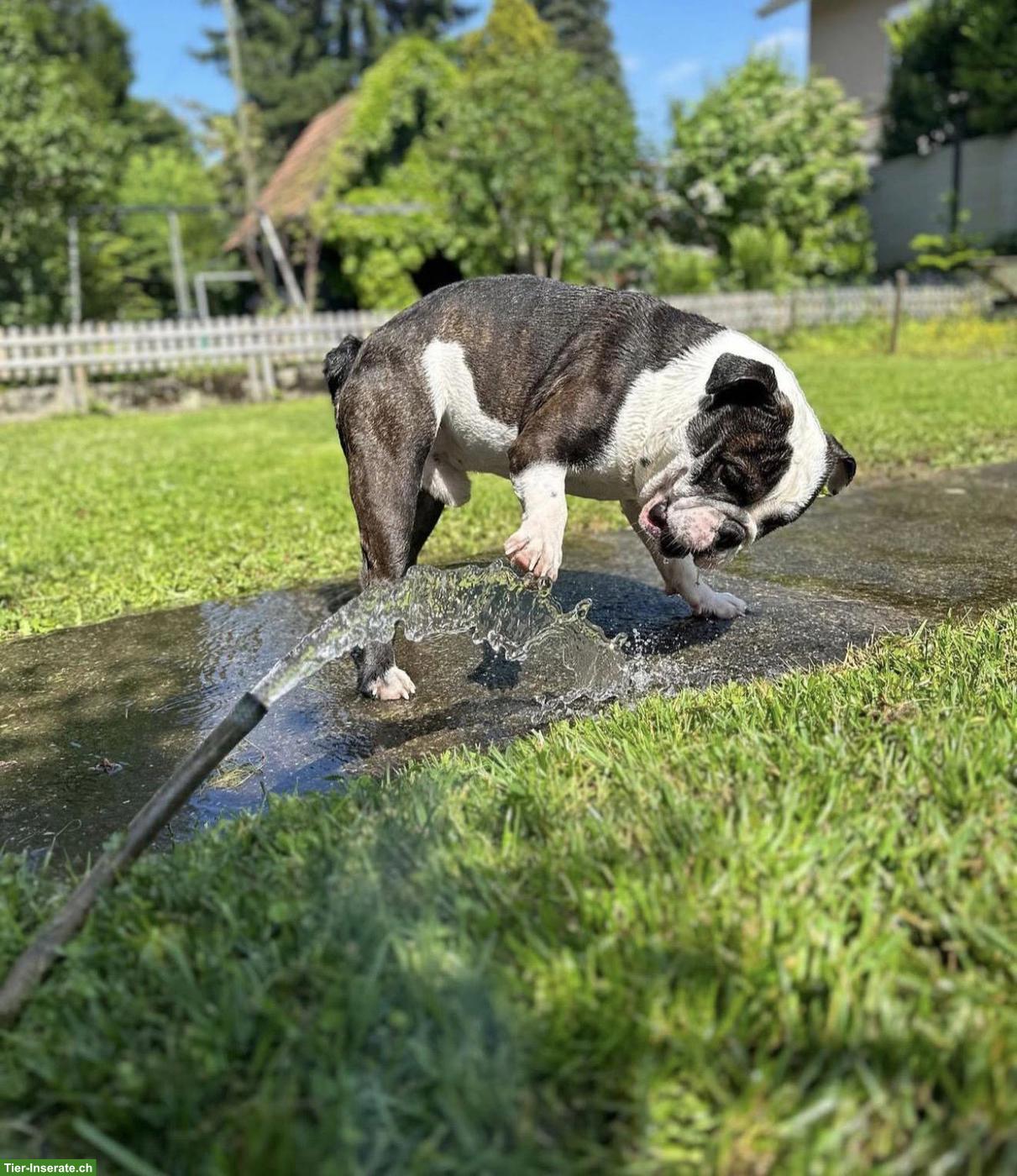 Bild 4: Englische/Continental Bulldog Rüde sucht ein Zuhause