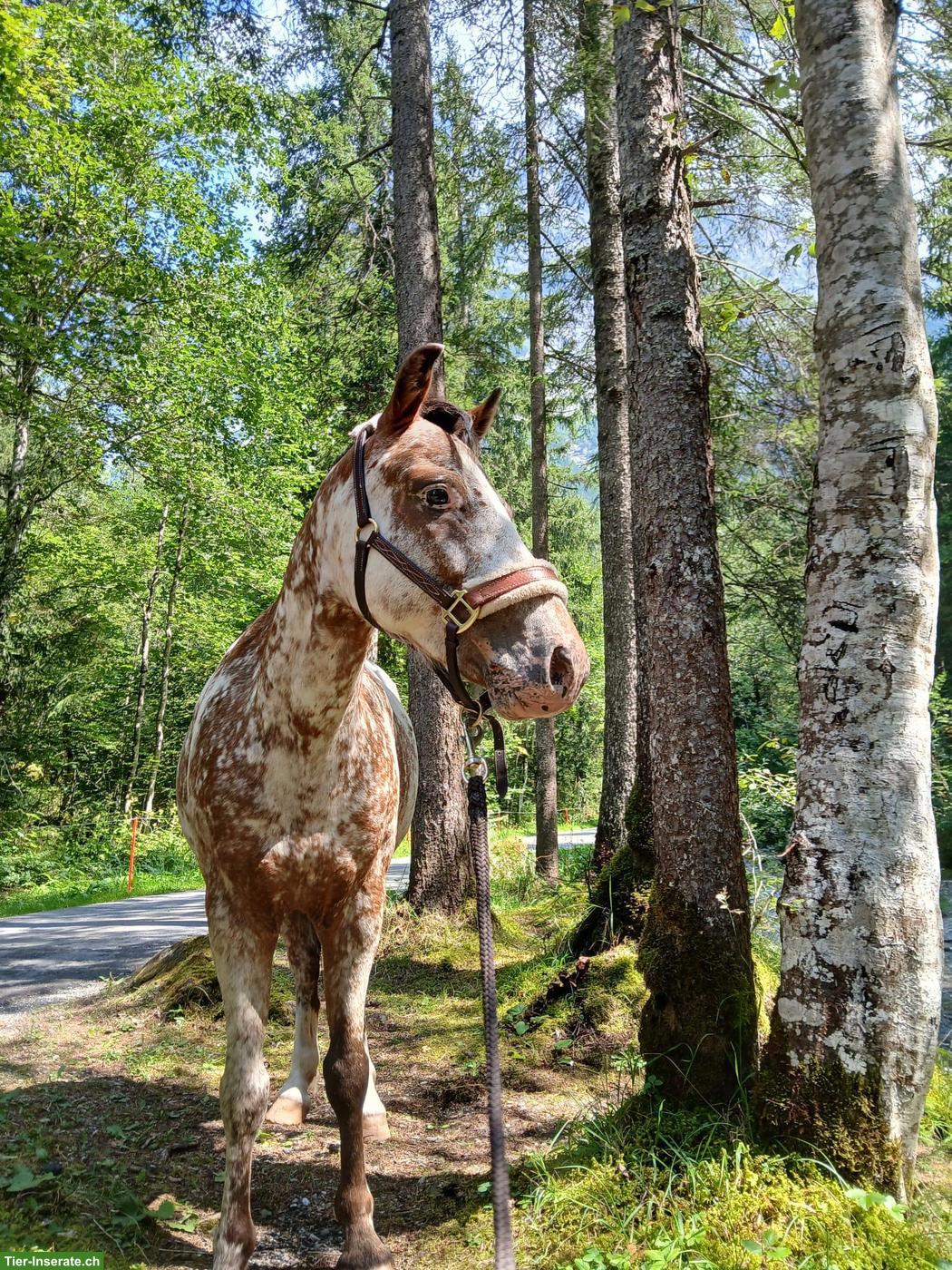Pony-Wallach 9-jährig sucht neues Zuhause