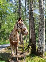 Pony-Wallach 9-jährig sucht neues Zuhause