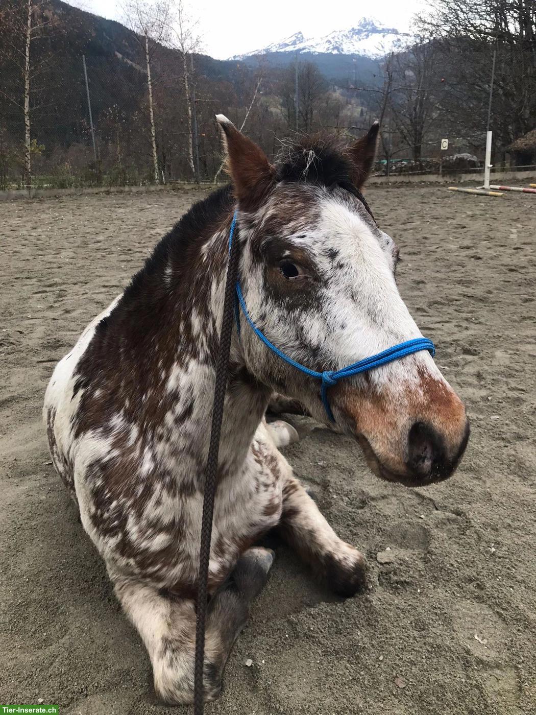 Bild 2: Pony-Wallach 9-jährig sucht neues Zuhause