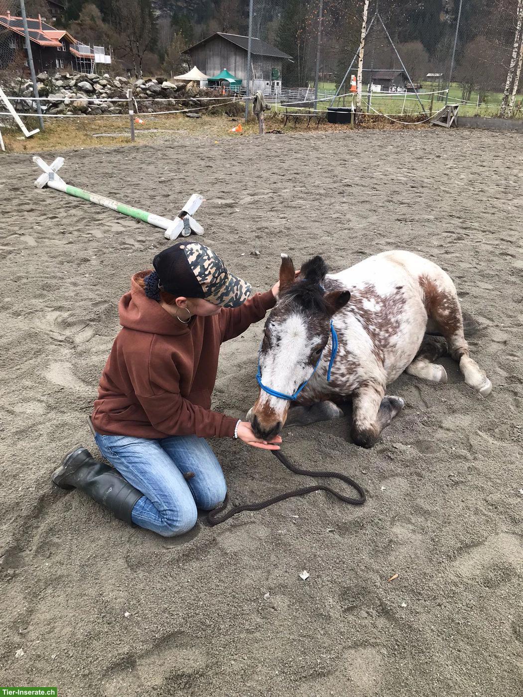 Bild 3: Pony-Wallach 9-jährig sucht neues Zuhause