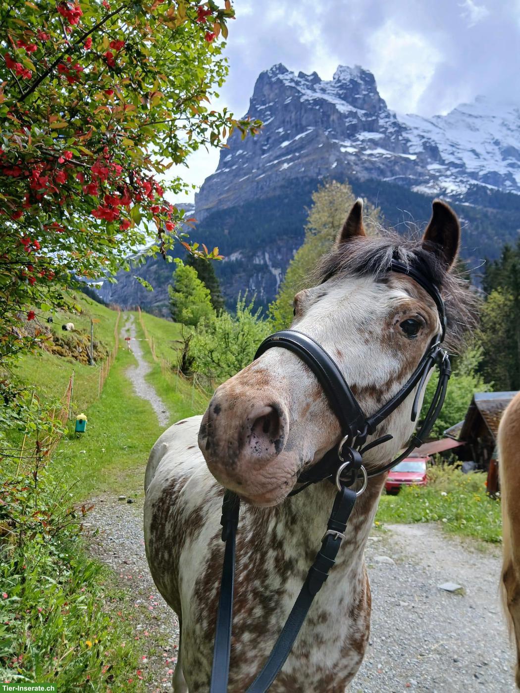 Bild 4: Pony-Wallach 9-jährig sucht neues Zuhause