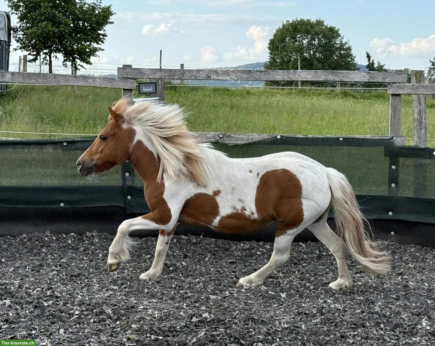 Pflegebeteiligung für tolles Shetty in Villmergen AG