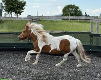 Pflegebeteiligung für tolles Shetty in Villmergen AG