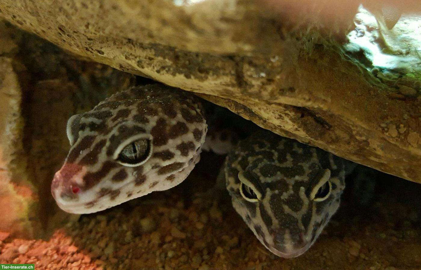 2 Leopardgeckos (weiblich) mittleren Alters zu verkaufen