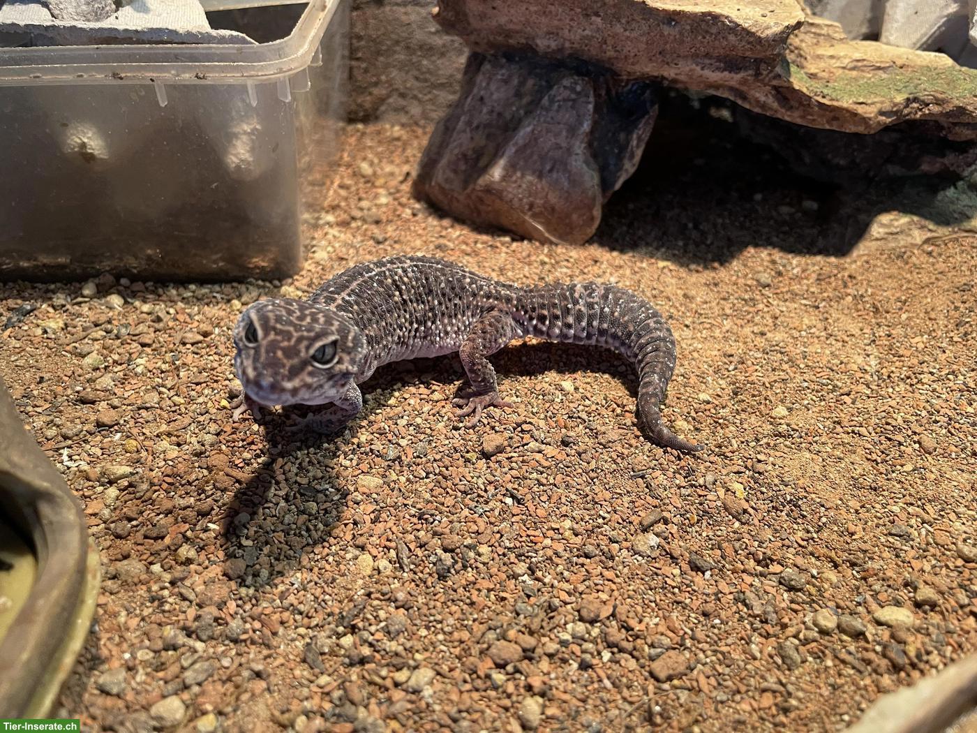 Bild 2: 2 Leopardgeckos (weiblich) mittleren Alters zu verkaufen