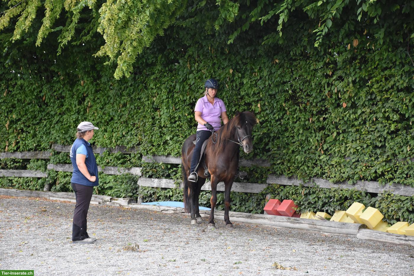 Tellington Lehrgang für Pferde, 3. - 4. Oktober 2026